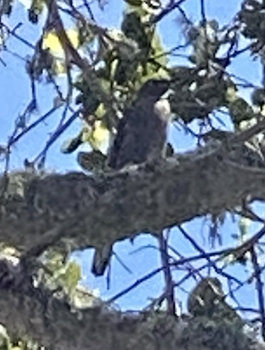 Townsend's Solitaire - ML550010171