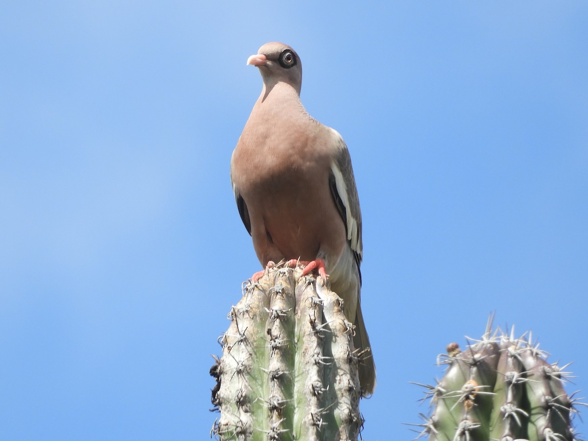 Bare-eyed Pigeon - Natalee Bozzi