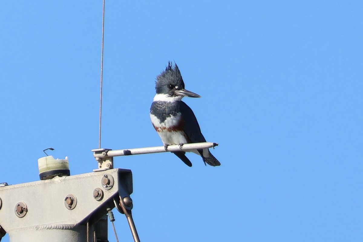 Belted Kingfisher - ML550010361