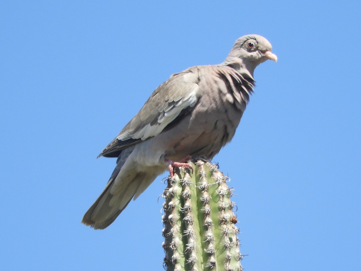 Bare-eyed Pigeon - ML550010511