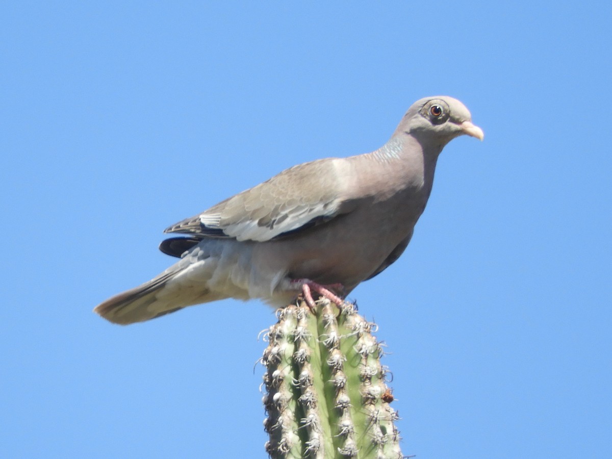 Bare-eyed Pigeon - ML550010521