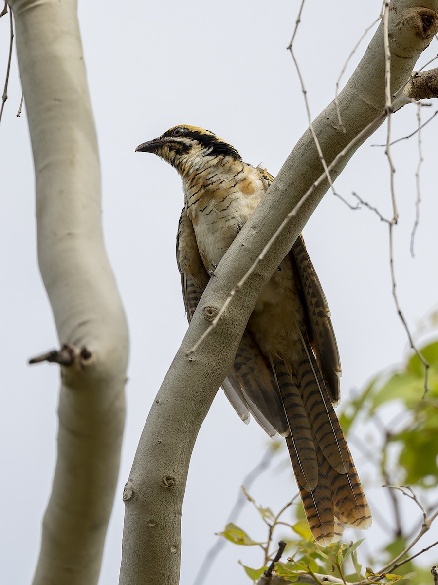 Pacific Koel - ML550010541