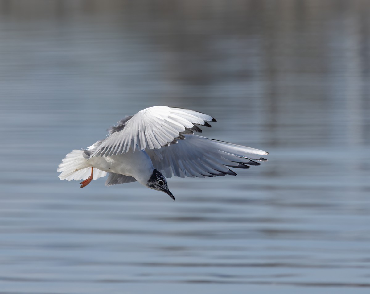 Bonaparte's Gull - Gary Woods