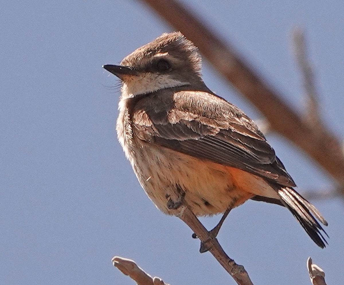 Vermilion Flycatcher - ML550012351