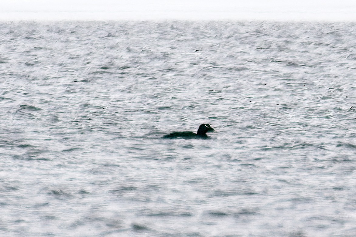 White-winged Scoter - Normand Laplante