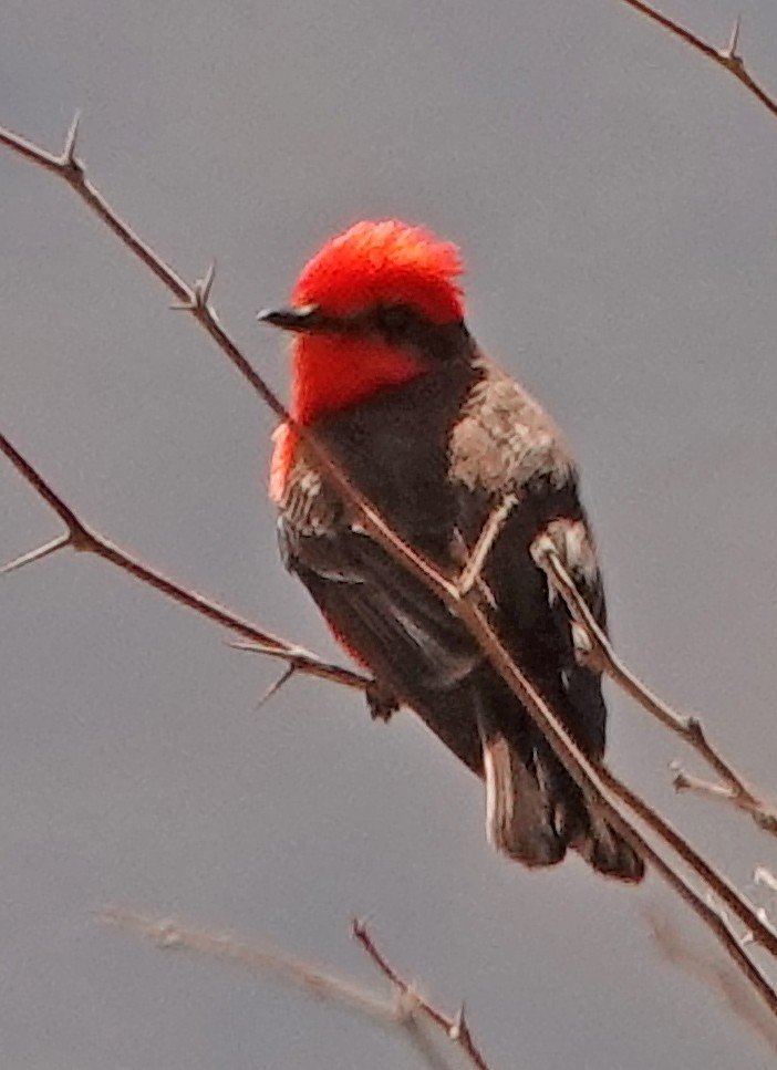 Vermilion Flycatcher - ML550012641