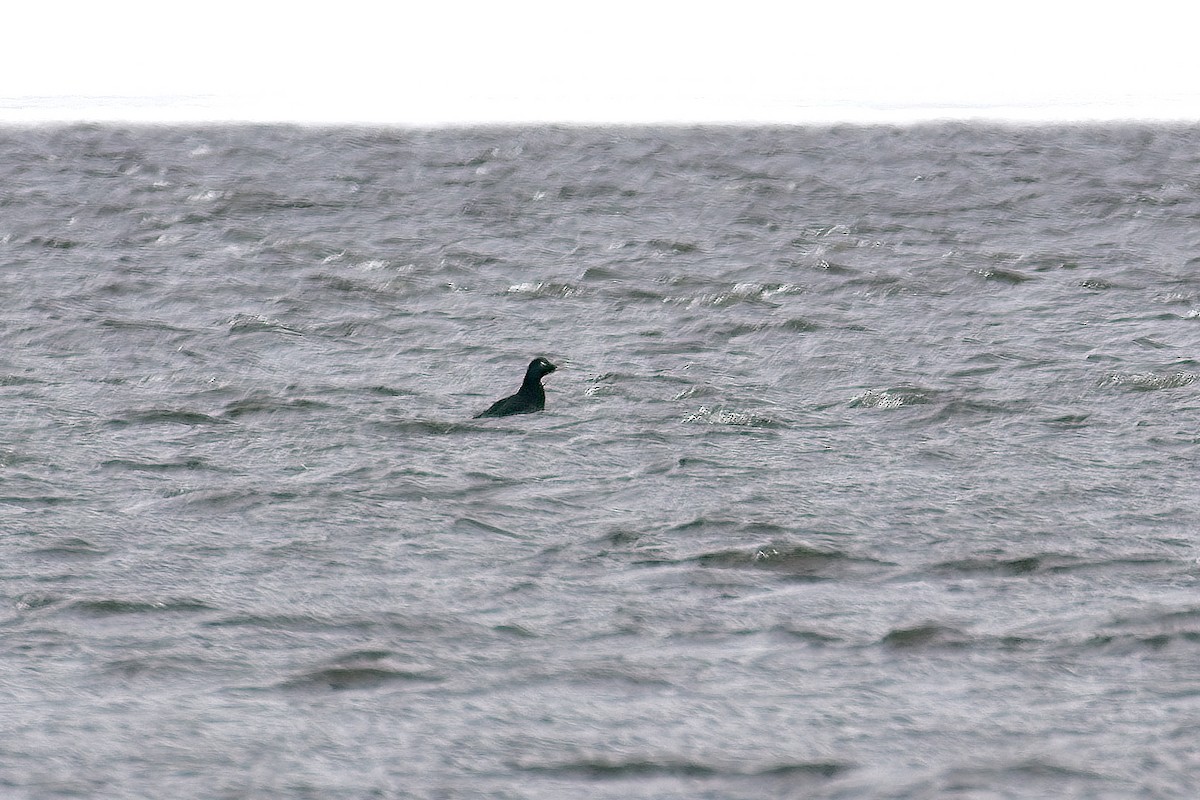 White-winged Scoter - Normand Laplante