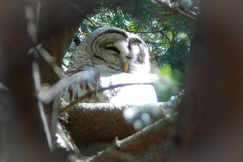 Barred Owl - ML550013351