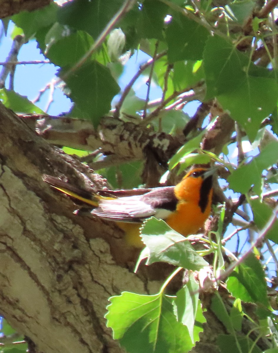 Bullock's Oriole - ML550013481