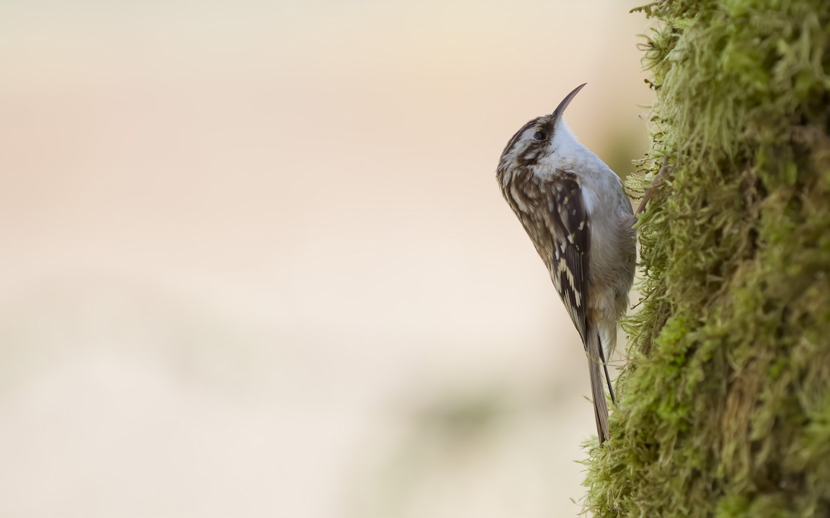 Brown Creeper - ML550014381