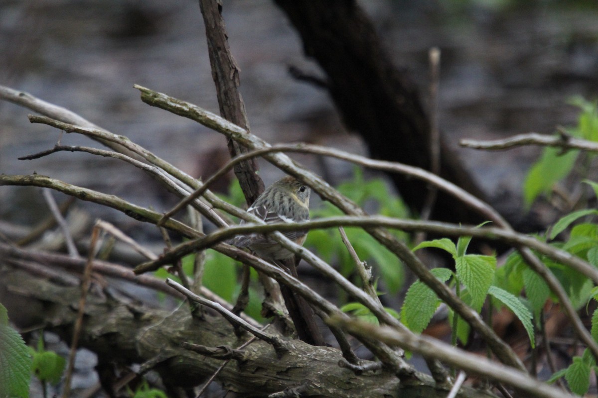 Bay-breasted Warbler - Christine Gaffey