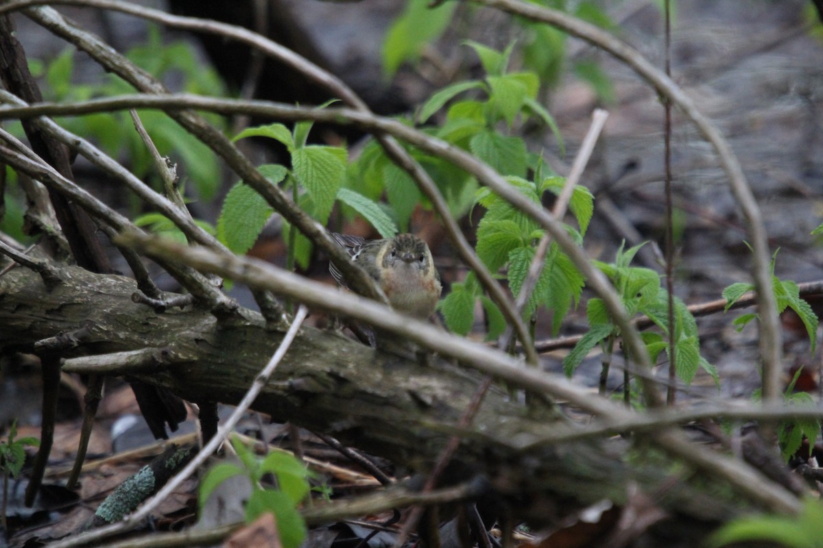 Bay-breasted Warbler - Christine Gaffey