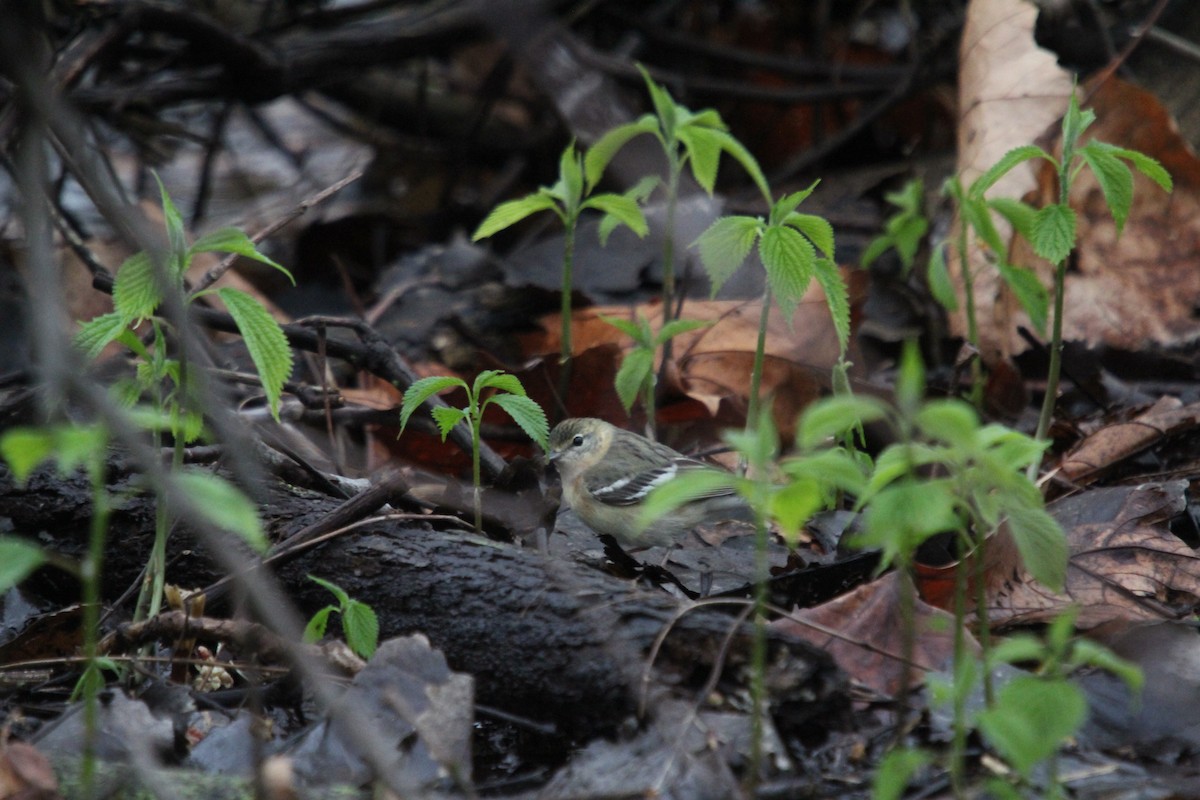 Bay-breasted Warbler - ML550015211