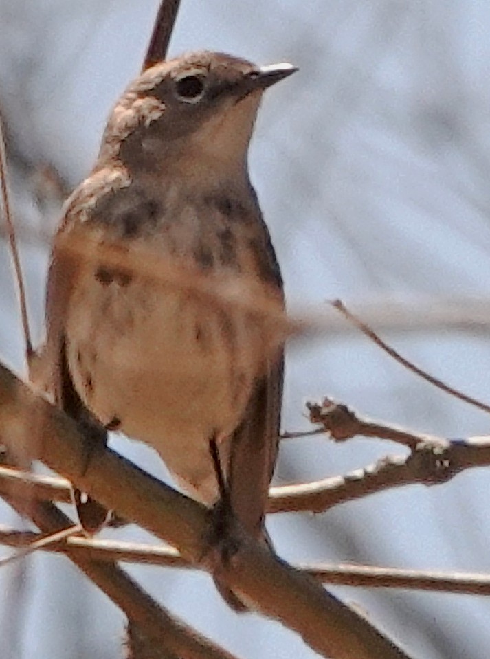 Yellow-rumped Warbler (Audubon's) - ML550015811