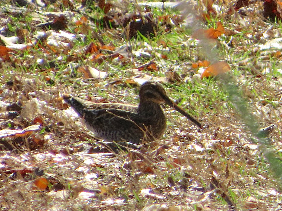 Wilson's Snipe - ML550016111