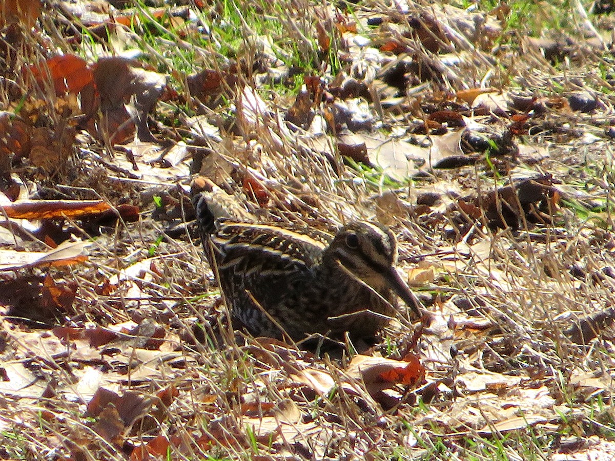 Wilson's Snipe - ML550016121