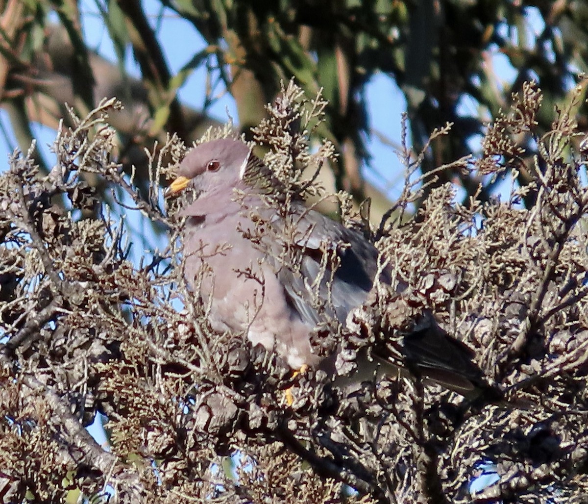 Band-tailed Pigeon - George Chrisman