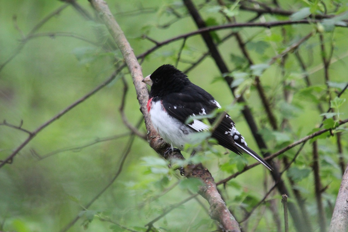 Rose-breasted Grosbeak - Christine Gaffey