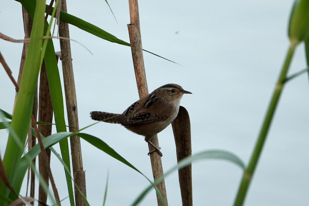 Marsh Wren - ML550017871