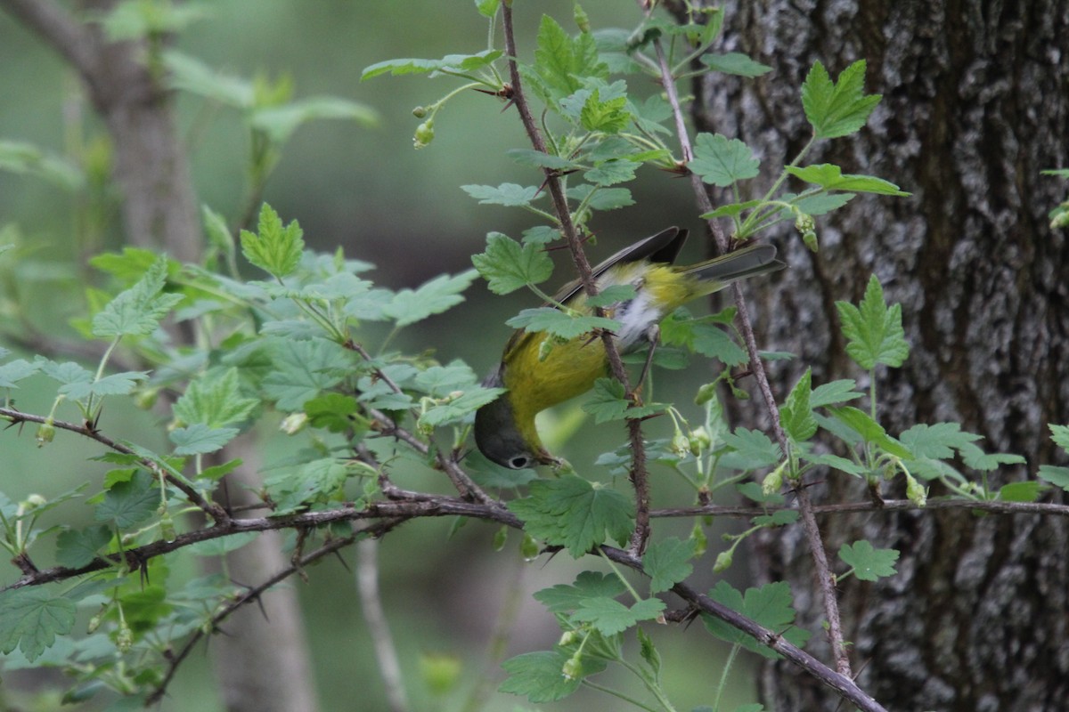 Nashville Warbler - Christine Gaffey