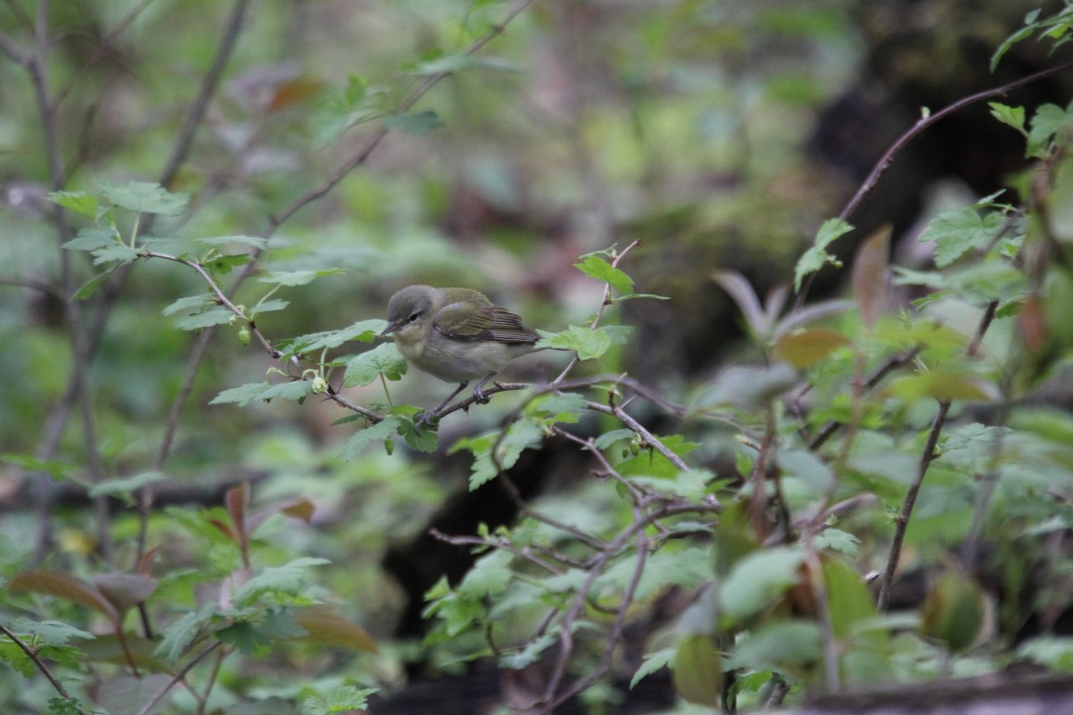 Tennessee Warbler - Christine Gaffey