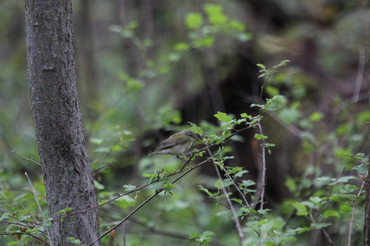 Tennessee Warbler - Christine Gaffey