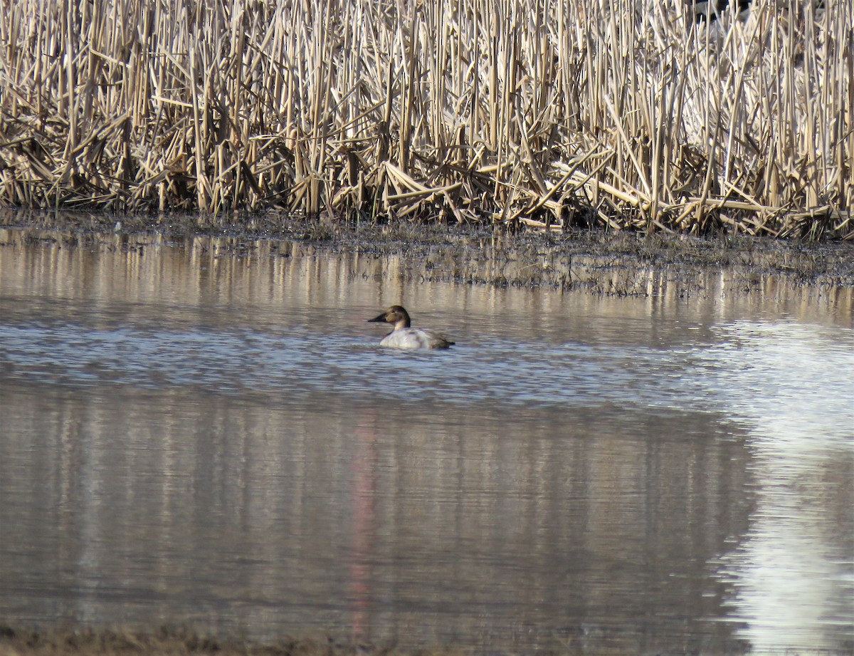 Canvasback - ML550018901