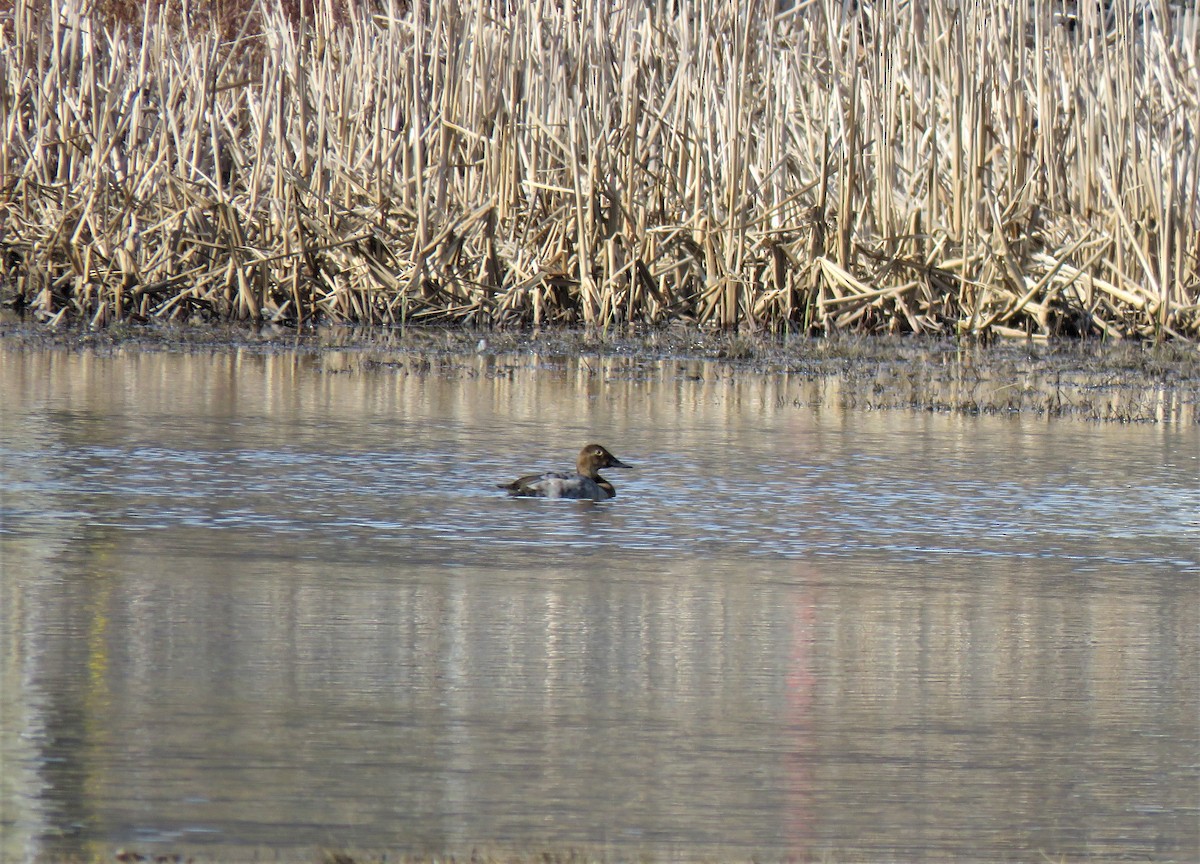 Canvasback - ML550018931