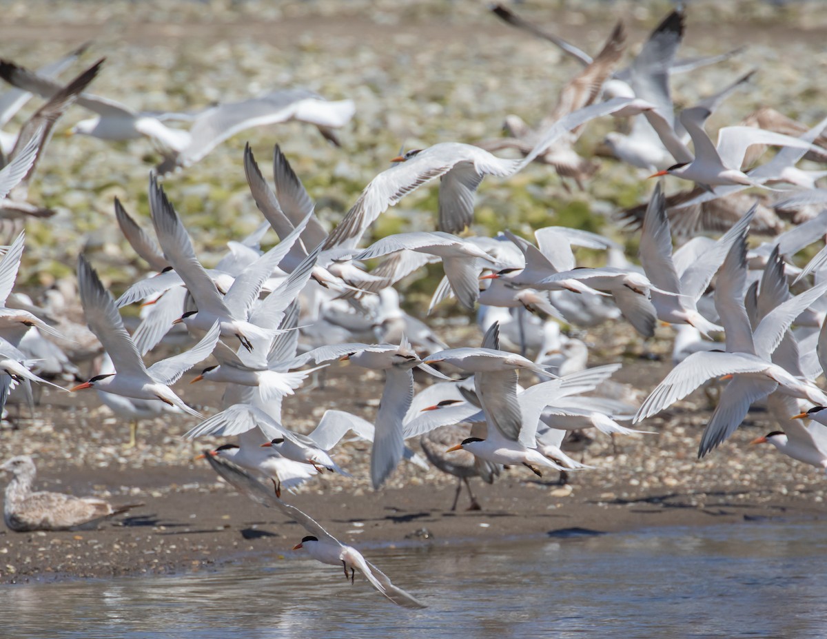 Elegant Tern - Chris Tosdevin