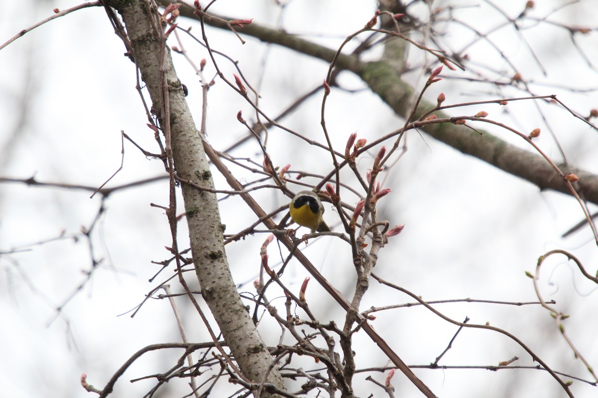 Common Yellowthroat - ML550019901