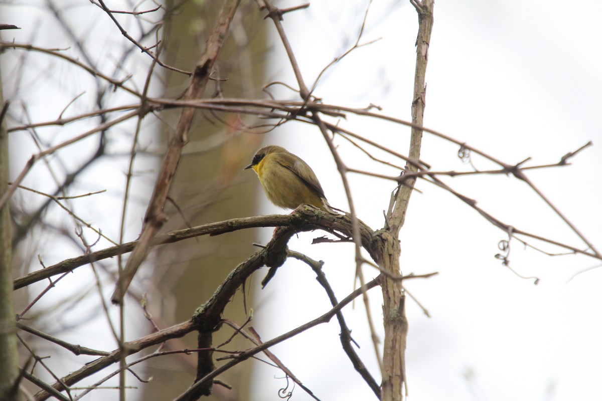 Common Yellowthroat - ML550019921