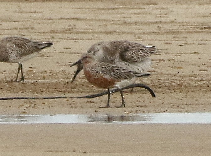 Red Knot - ML550020021