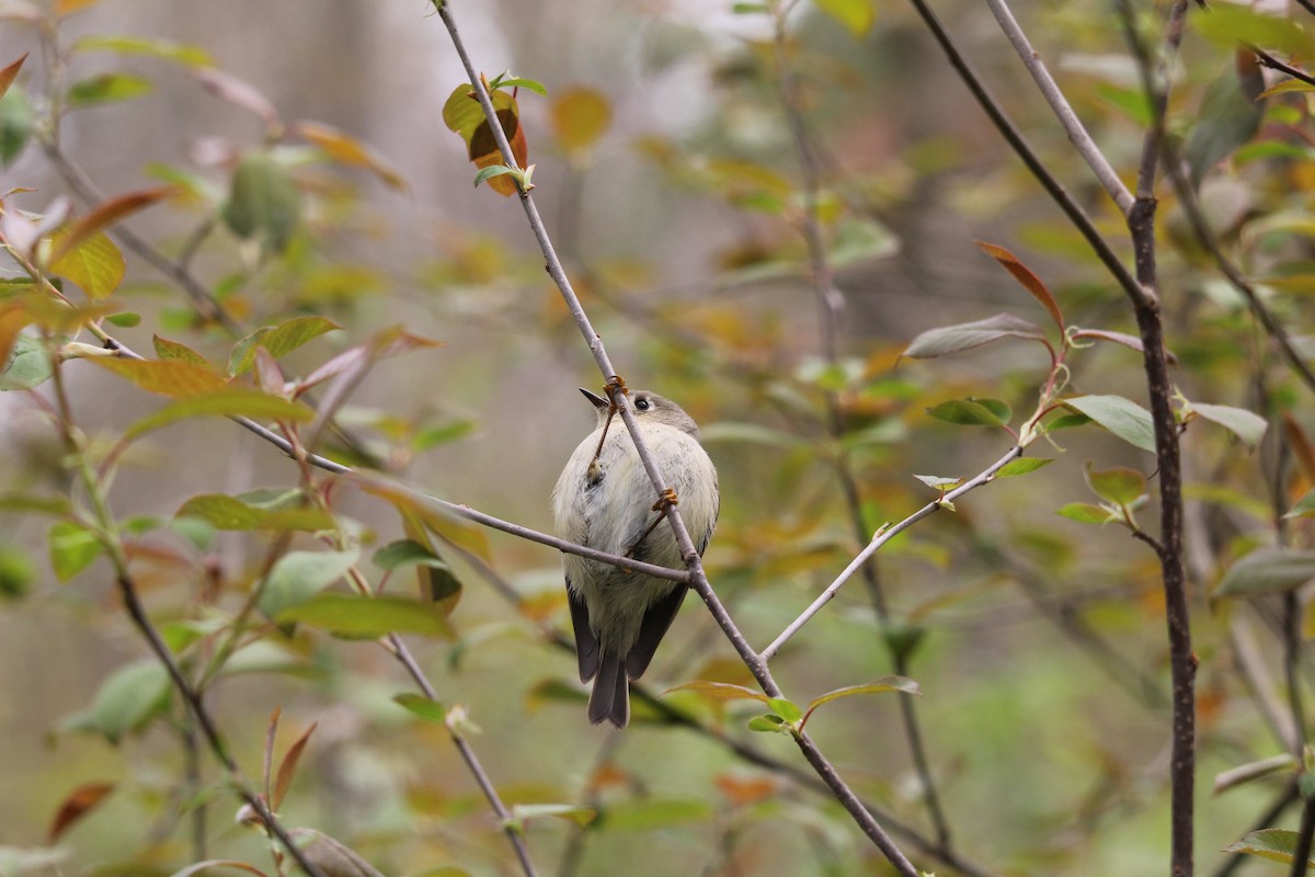 Ruby-crowned Kinglet - Christine Gaffey