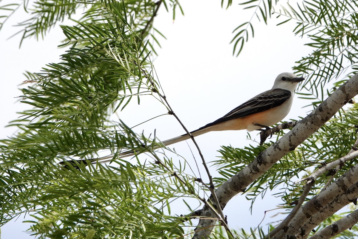 Scissor-tailed Flycatcher - Melissa Kesling