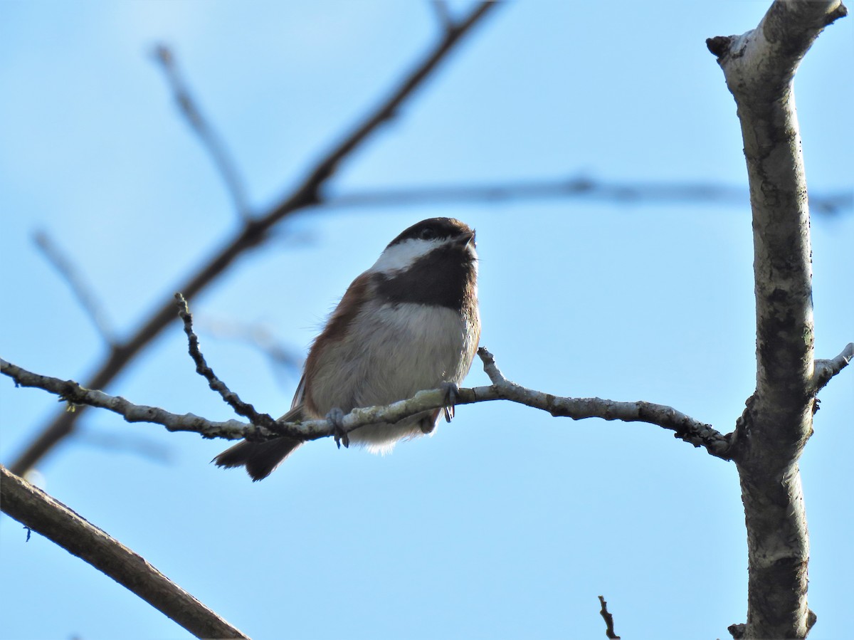 Chestnut-backed Chickadee - Teresa Weismiller