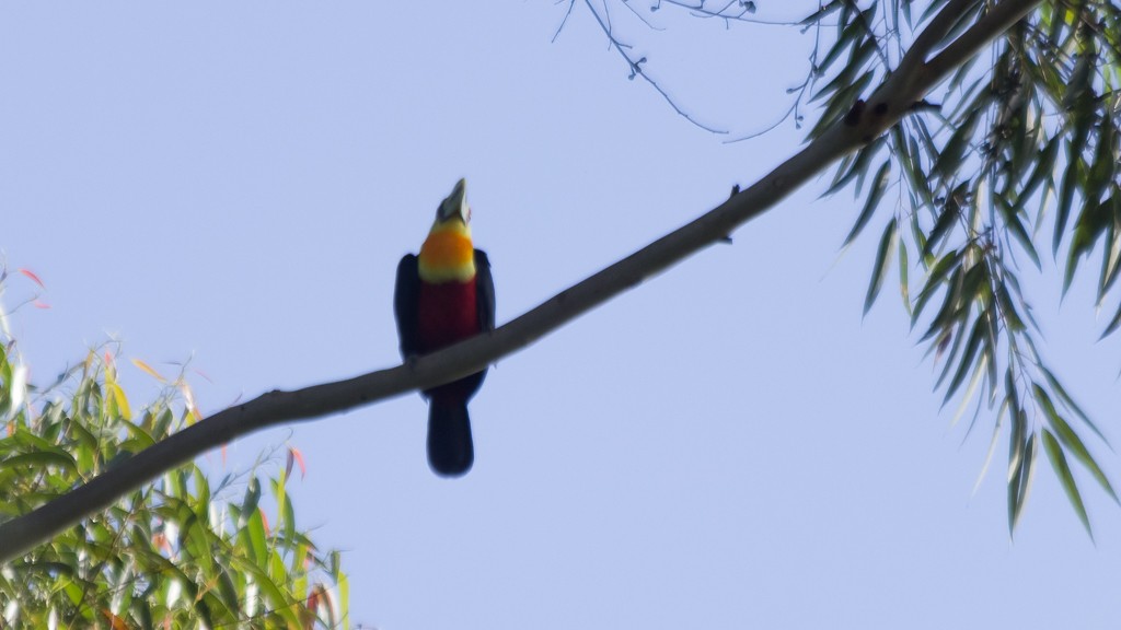 Toucan à ventre rouge - ML550023521