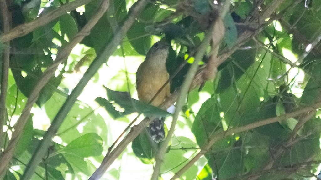 Variable Antshrike - ML550023581