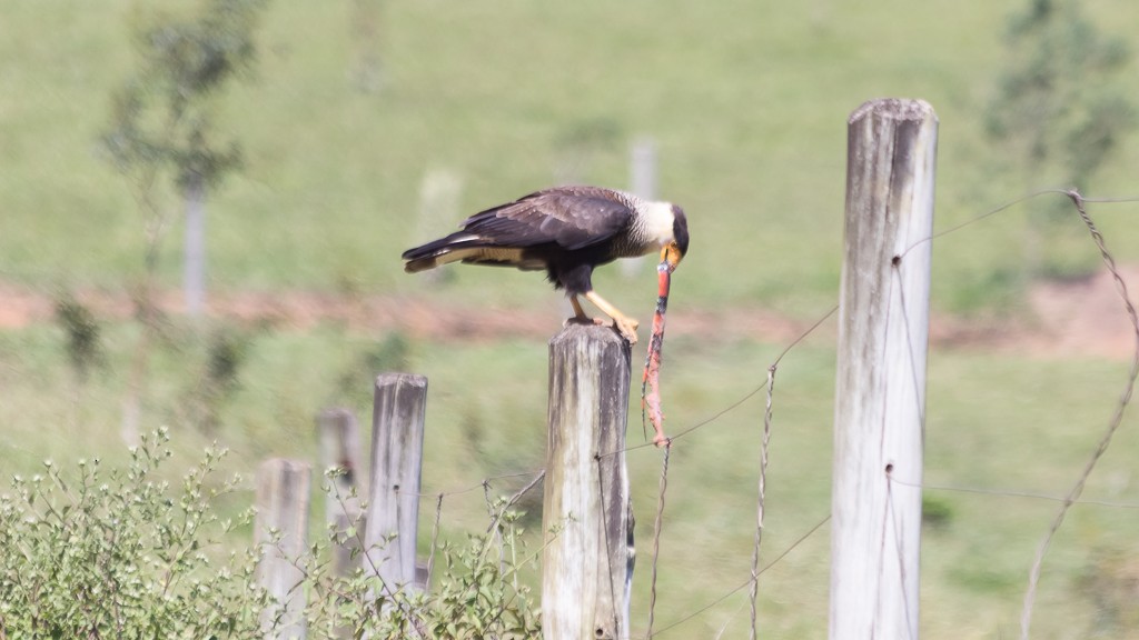 Crested Caracara - ML550024941