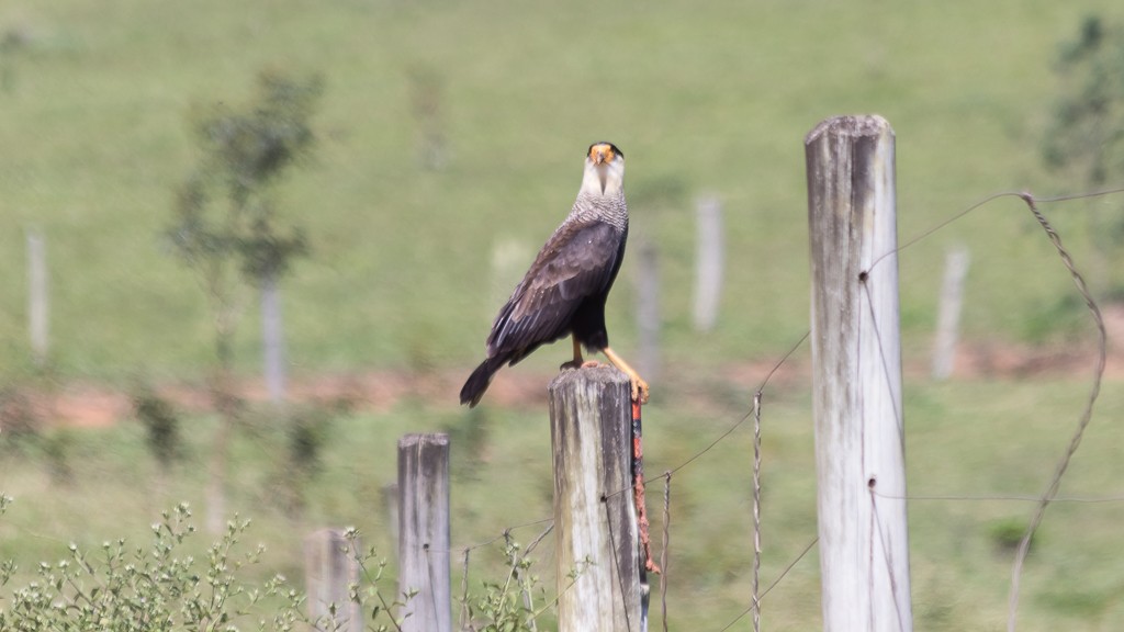 Crested Caracara - ML550024951