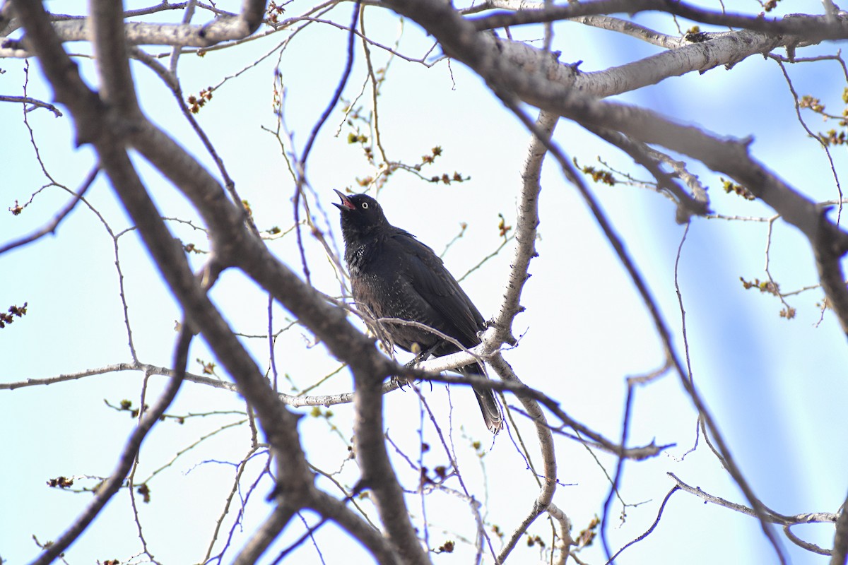 Rusty Blackbird - ML550025131