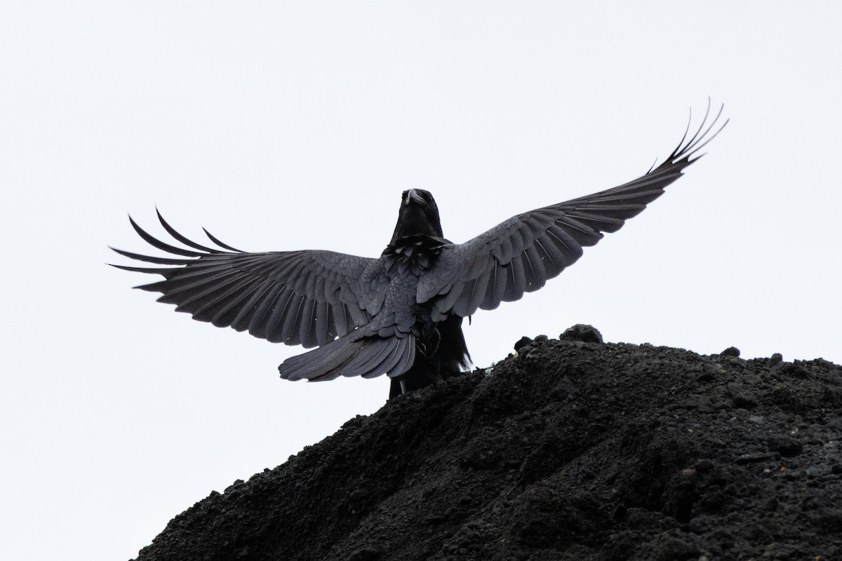 Common Raven - Alex Pellegrini