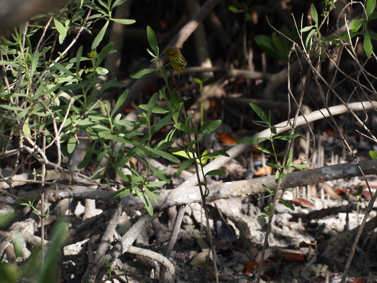 Prairie Warbler - ML55002761