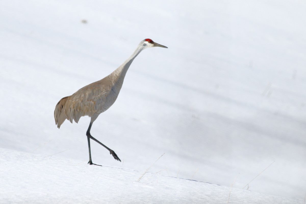 Sandhill Crane - ML550027711