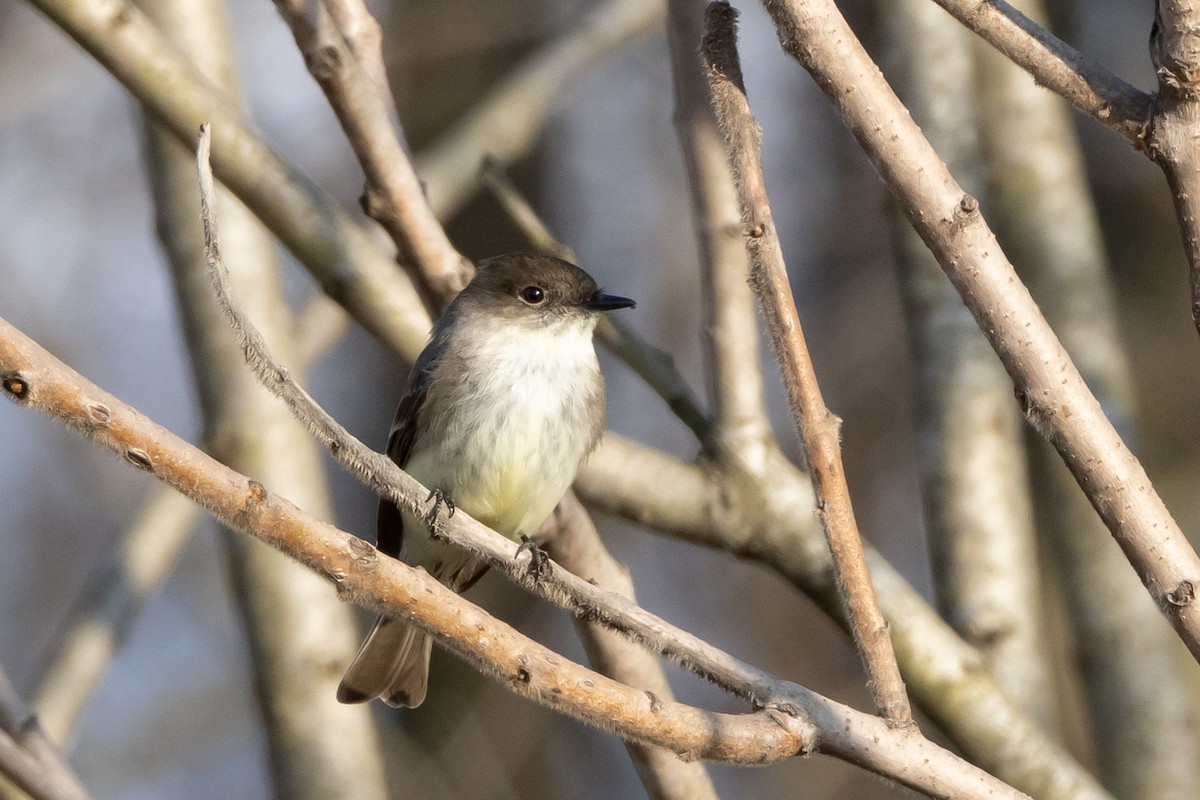 Eastern Phoebe - Patrick Robinson