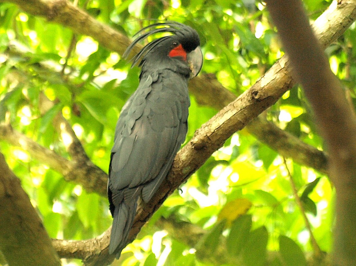 Palm Cockatoo - David  Mules