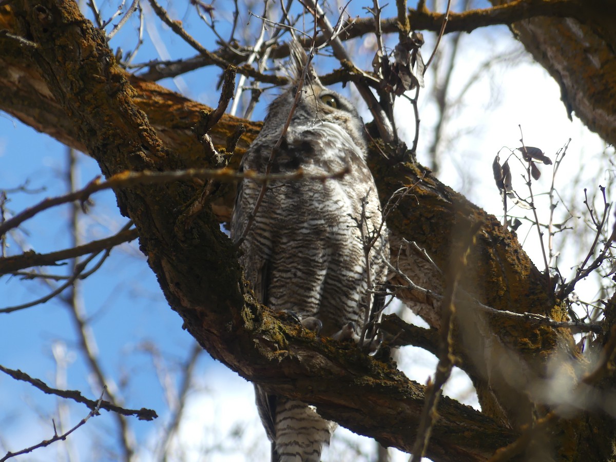 Great Horned Owl - ML550030331