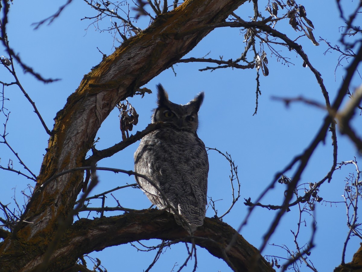 Great Horned Owl - ML550030341