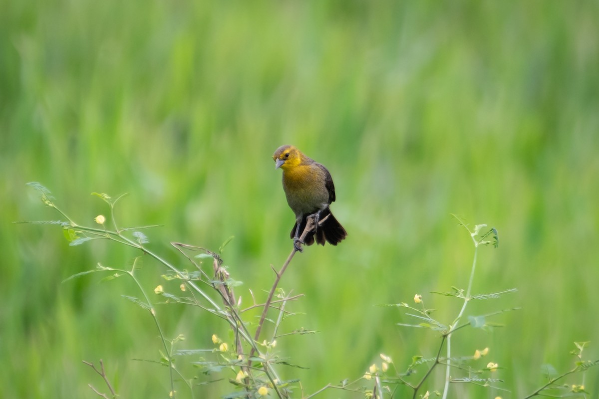 Yellow-hooded Blackbird - Nestor Monsalve (@birds.nestor)