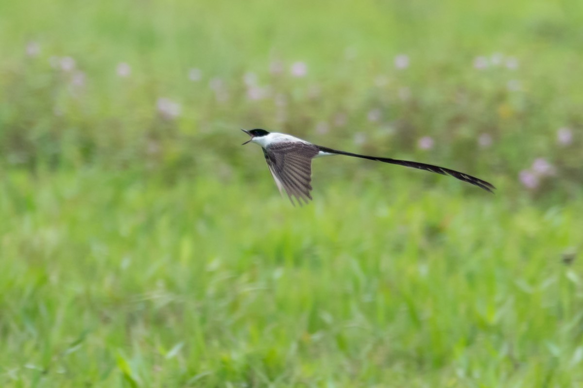 Fork-tailed Flycatcher - Nestor Monsalve (@birds.nestor)