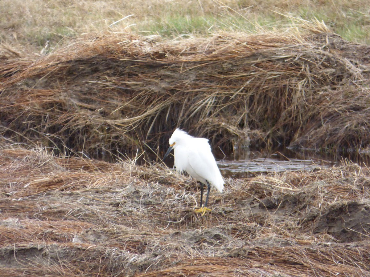 Snowy Egret - ML55003151